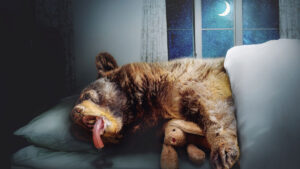 Confessions of a Day Trader: Bears and rollercoasters don’t mix. Time to hibernate