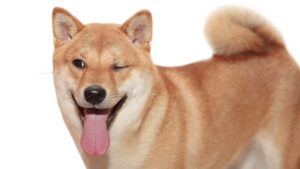dogecoin twitter x doge