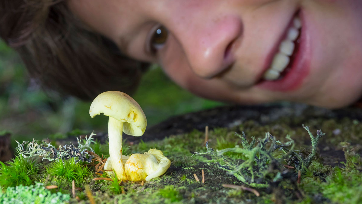 mdma psilocybin therapy treatment