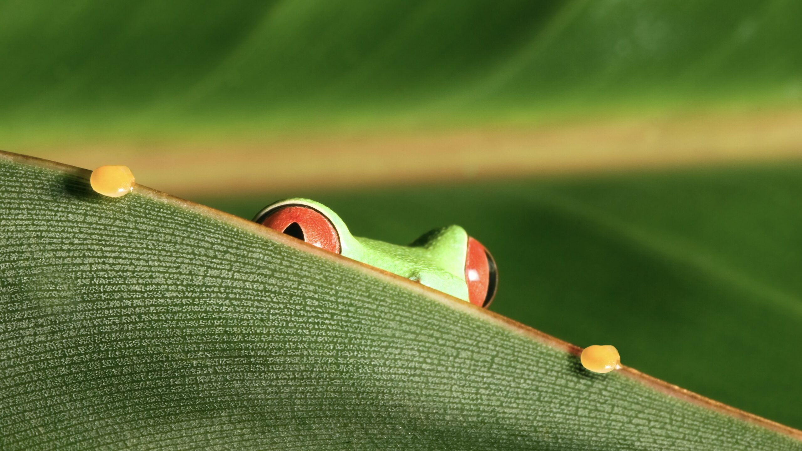 Pepe