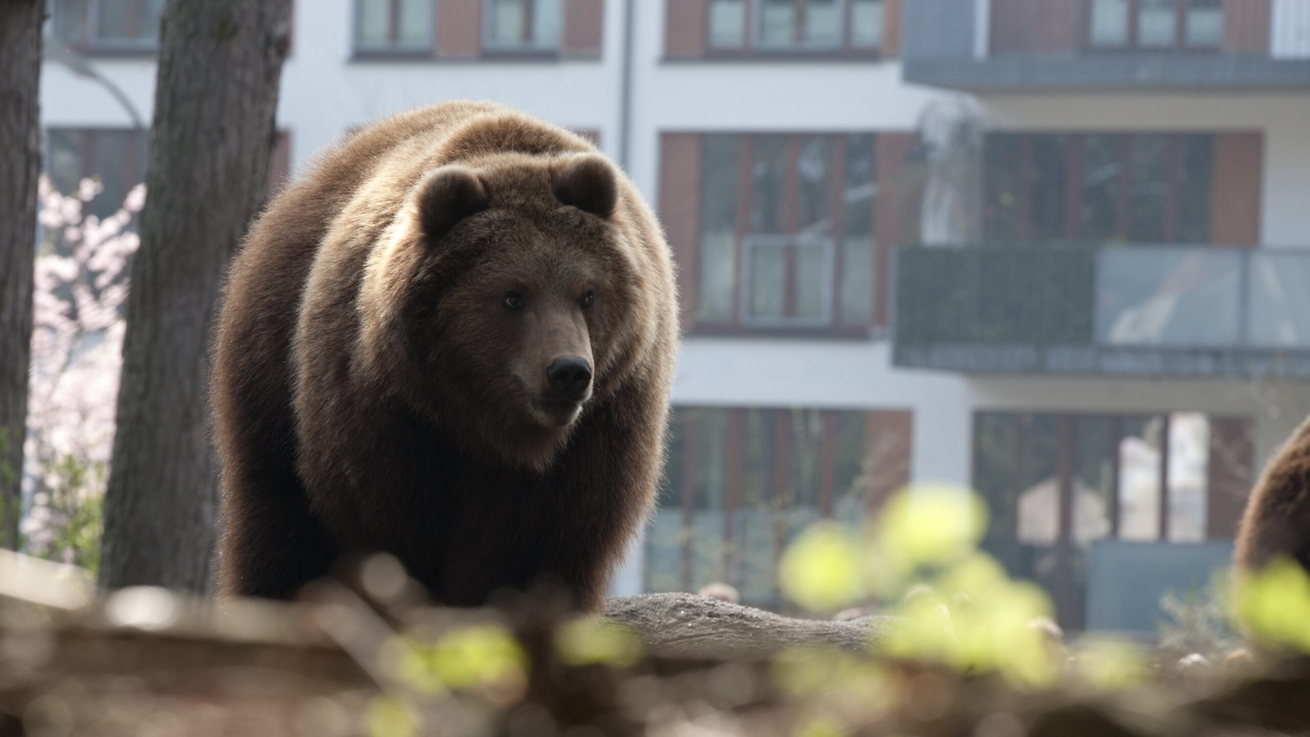 bitcoin bears