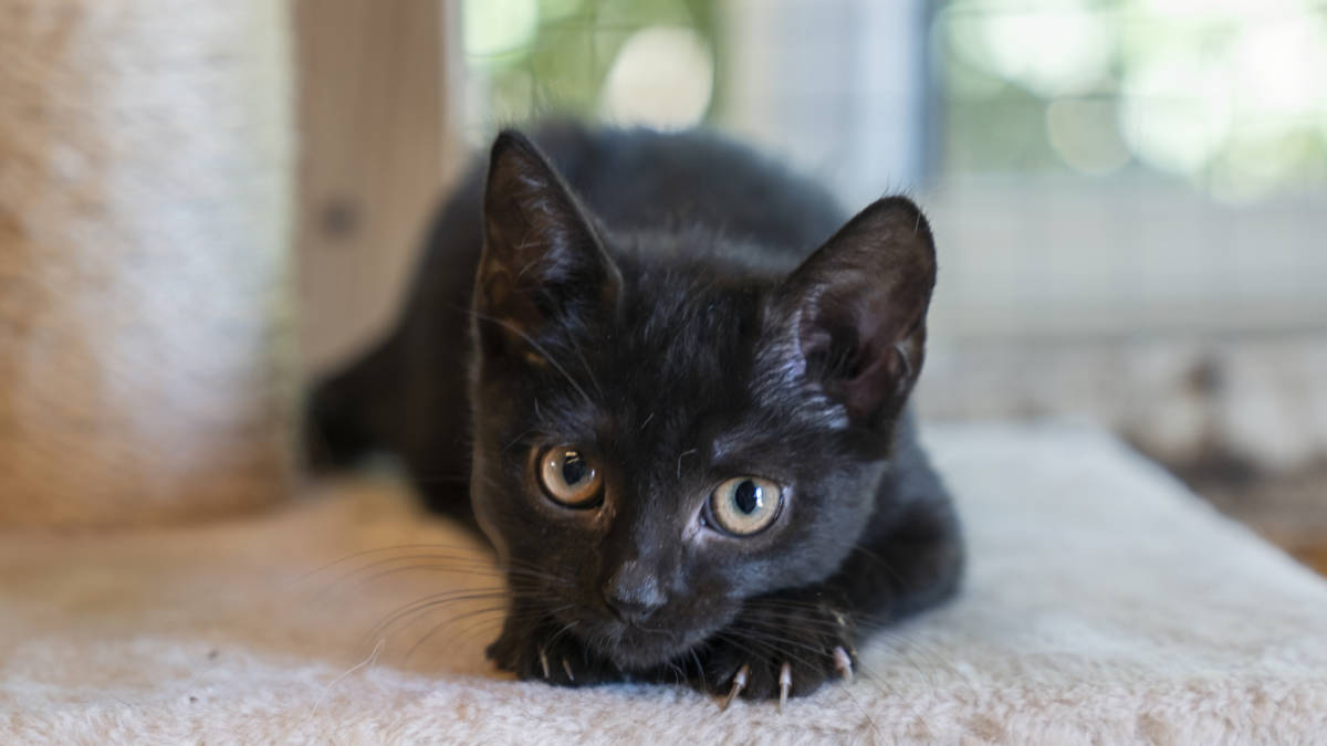 Black Cat Syndicate