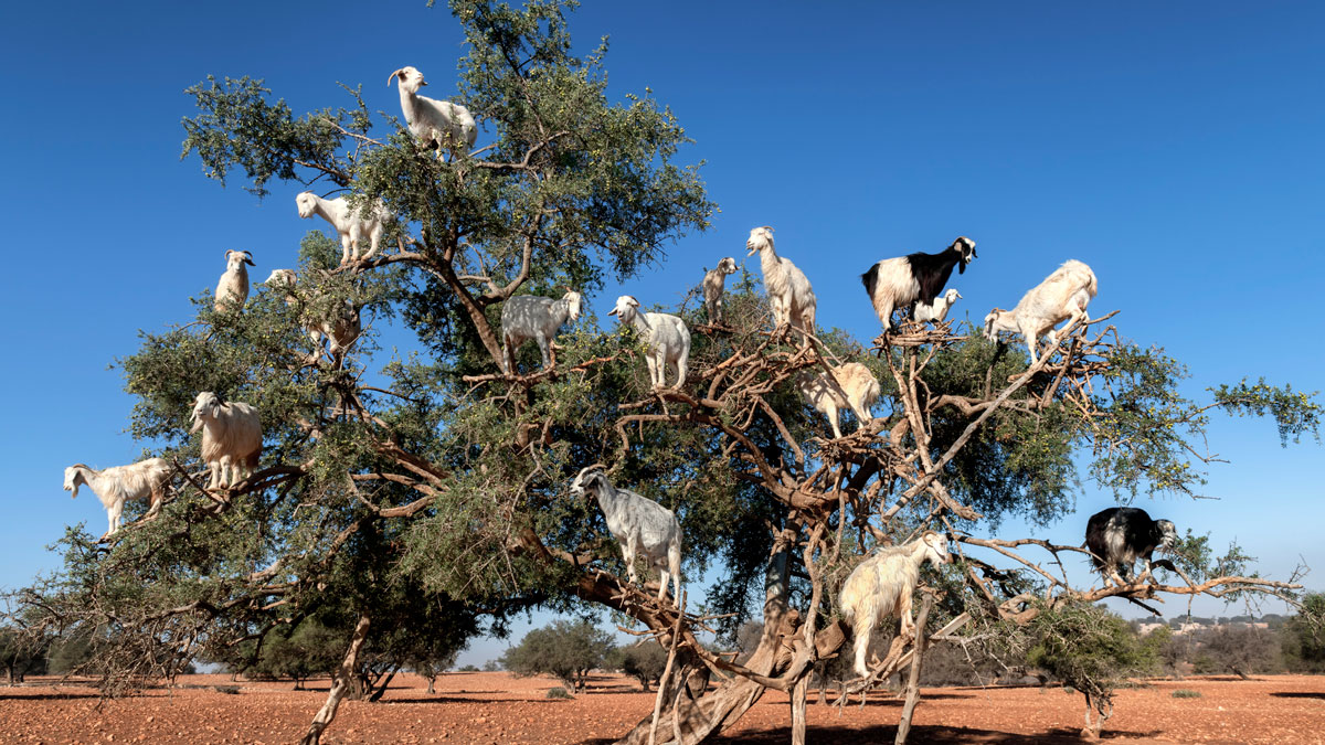 china uscom goat