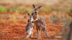 Future Battery ASX FBM Minerals