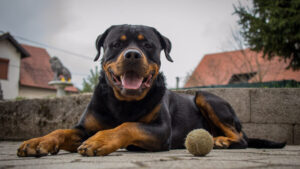 BHP Rio Tinto Lithium