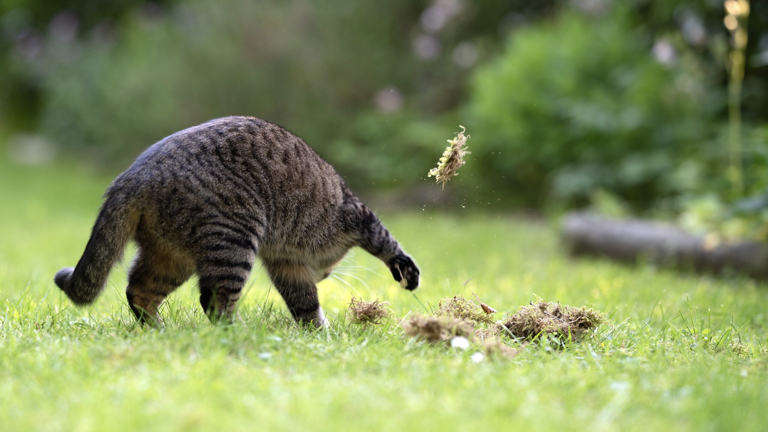 wildcat asx