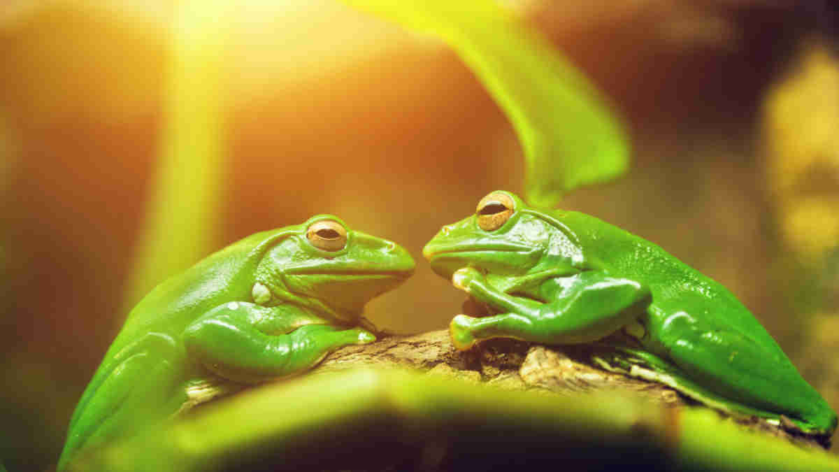 green bonds