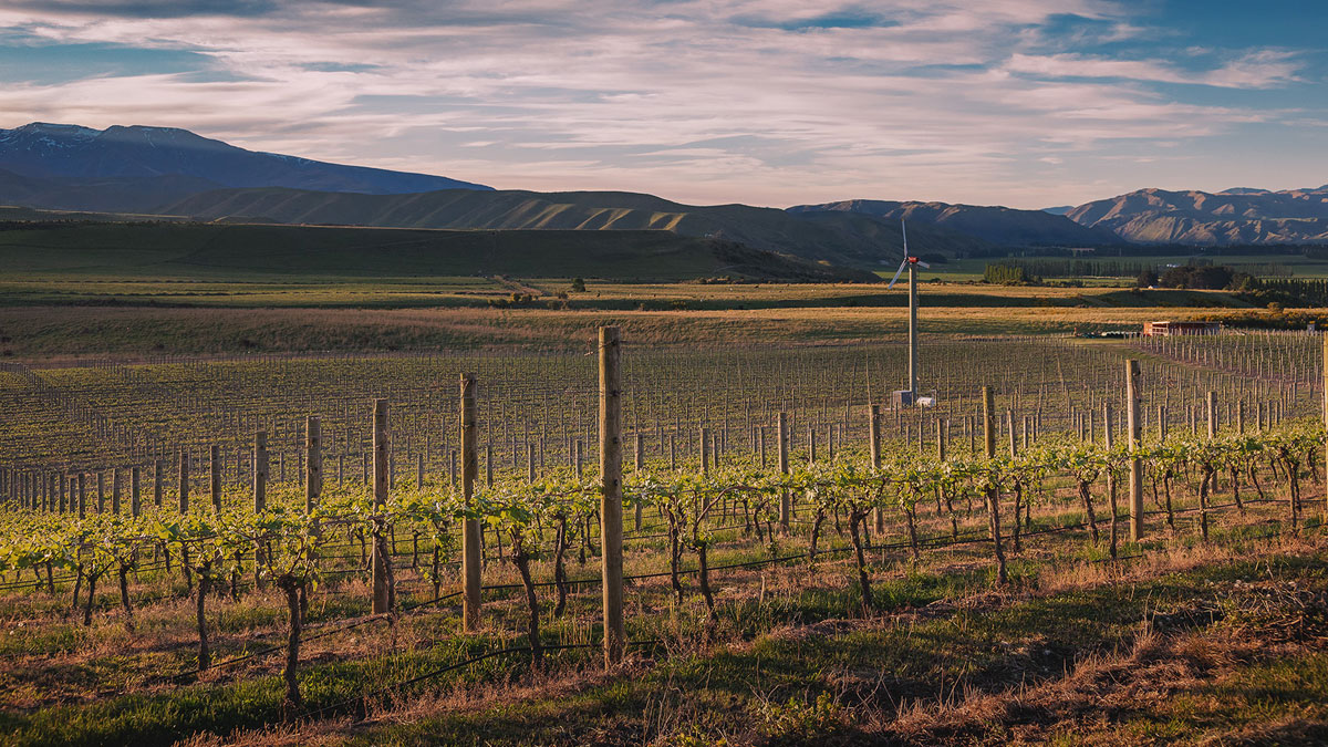 Waitaki pinot noir