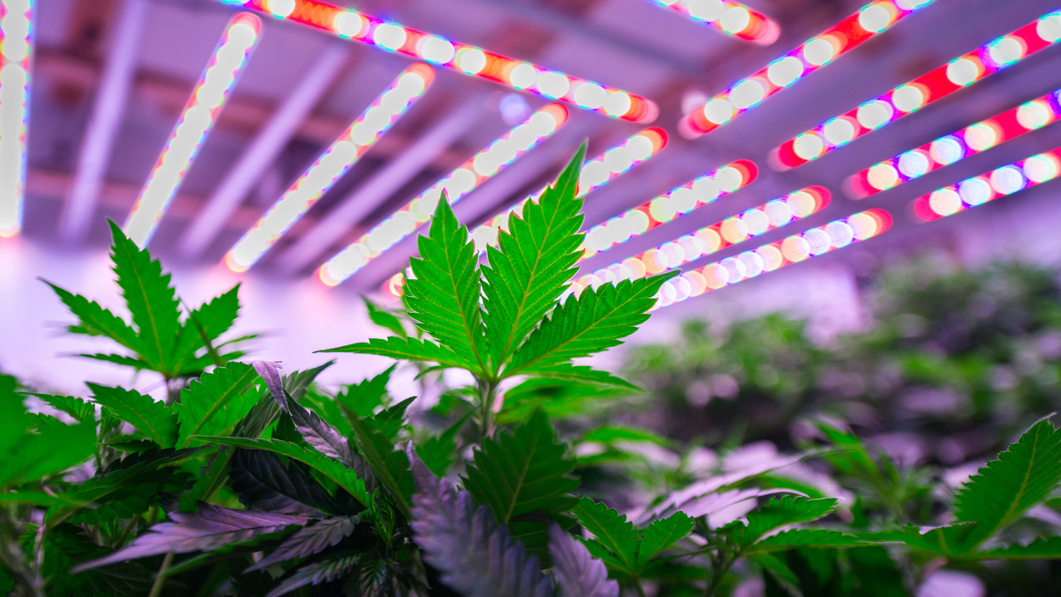ASX cannabis NTI