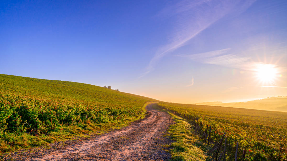 Resources Top 5: Sunshine continues golden run, lithium newcomer Chariot now up 350pc in a week