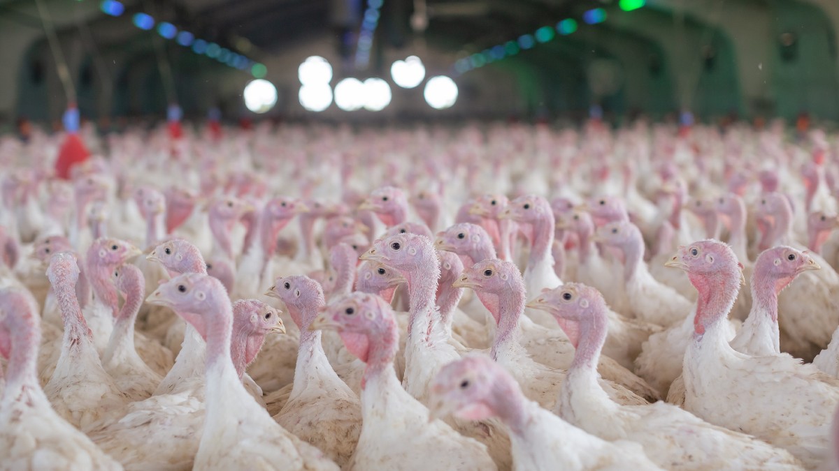 FREE WHELAN: Life, death, turkey and power