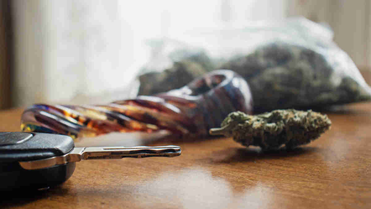 Jamaican nettletree CBD
