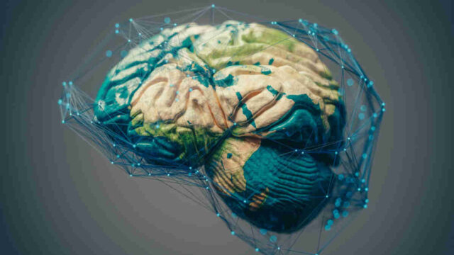 brain atlas