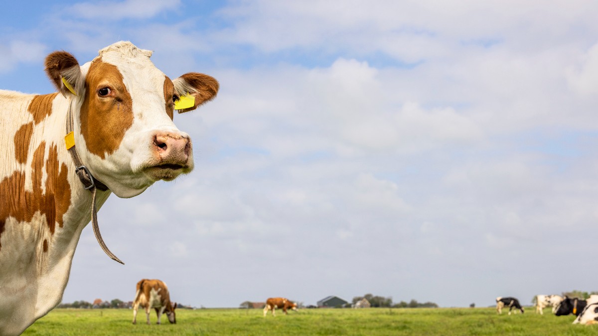 FREE WHELAN: How green the grass is, according to Australia’s new Prophet Margins