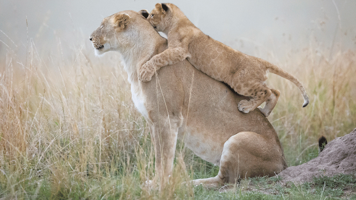 Liontown $550m
