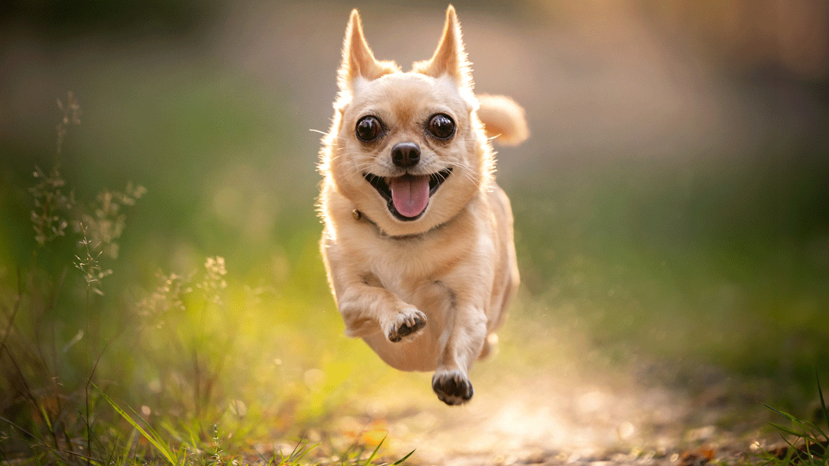 asx today 5gg asx open