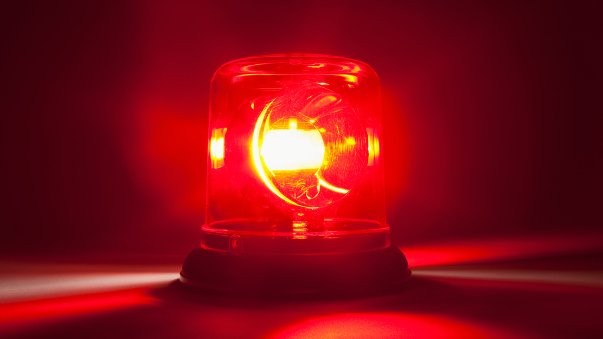 Red alert: This plucky junior may have just latched on to its biggest and rarest discovery yet
