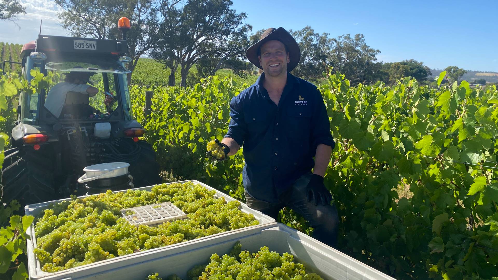 Top tier, cool climate cab sav from the Hills? Howard’s way is back in vogue