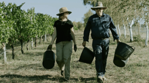 How to get your hands on Australia’s most expensive grapes – at affordable prices