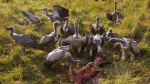 CRITERION: If you can’t beat the cost of living carrion-eaters… buy this ‘dirty baker’s dozen’ instead