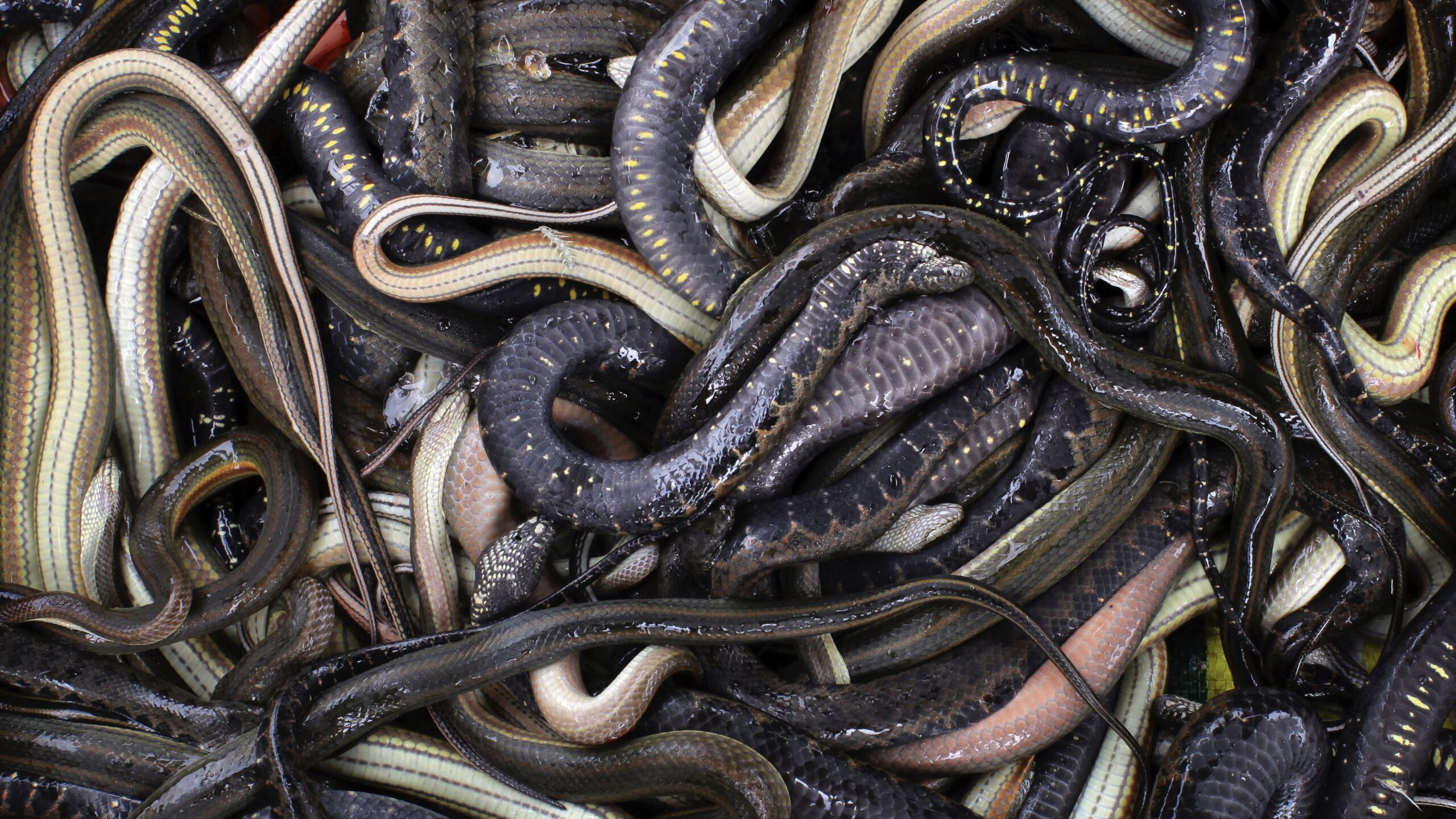 ASX Small Caps Lunch Wrap: Who’s been stung with 100 live snakes in his pants this week?