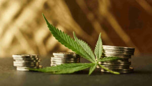 asx cannabis stocks zld asx weed