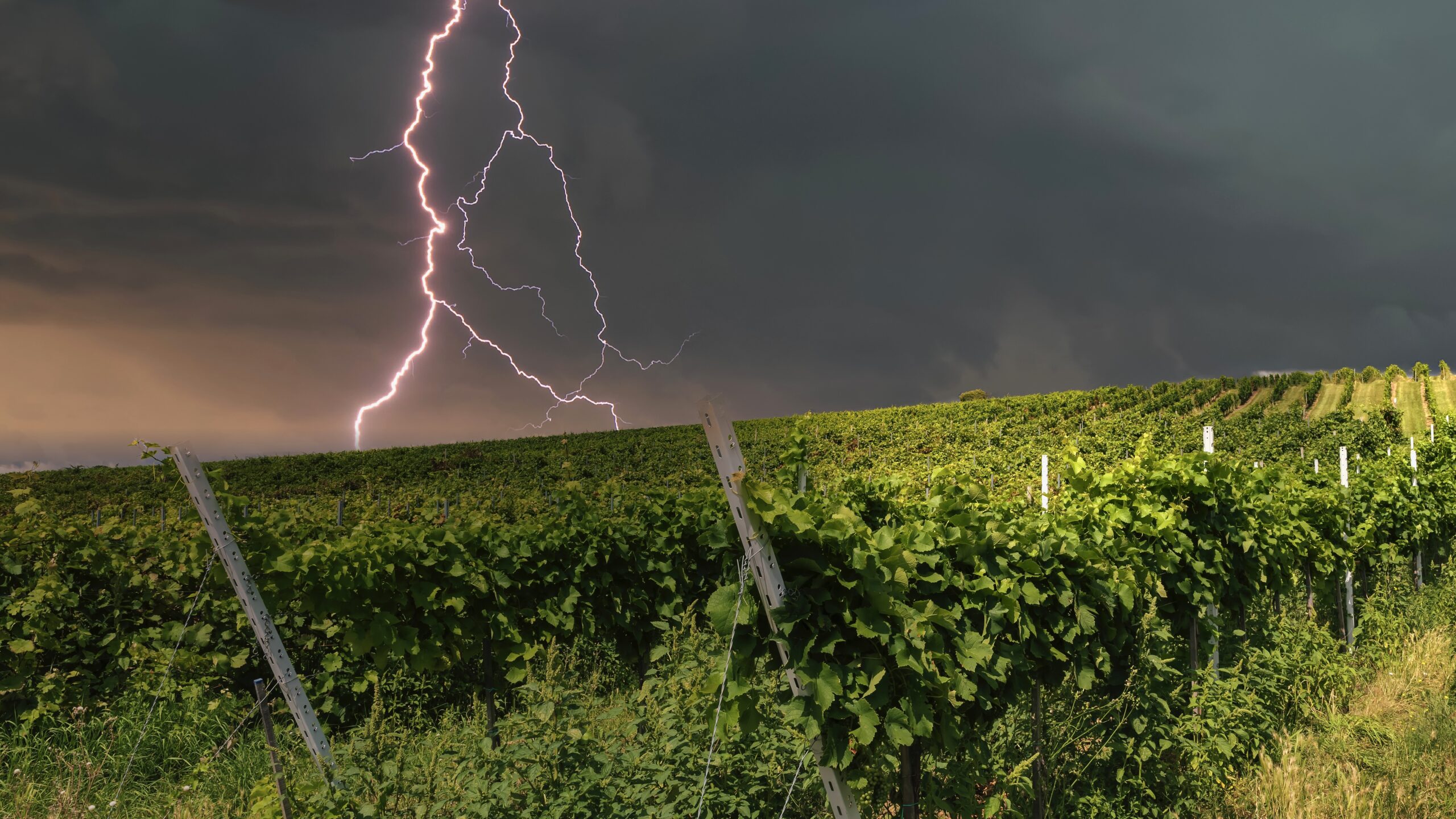 These big, bold reds have an added special ingredient – adversity
