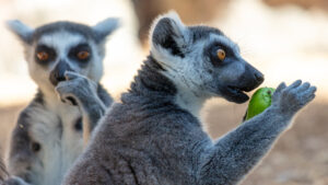 resources stocks lemurs