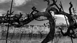 grenache