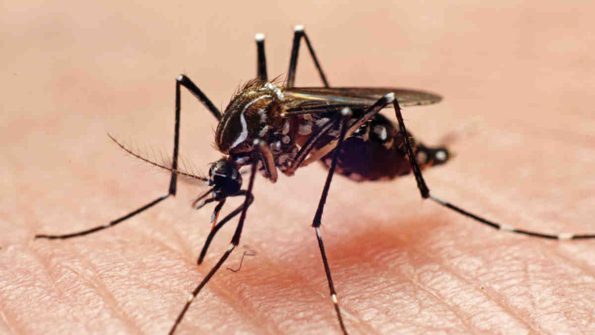 dengue