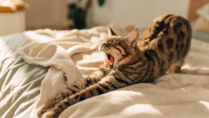 Rise and Shine: Everything you need to know before the ASX opens