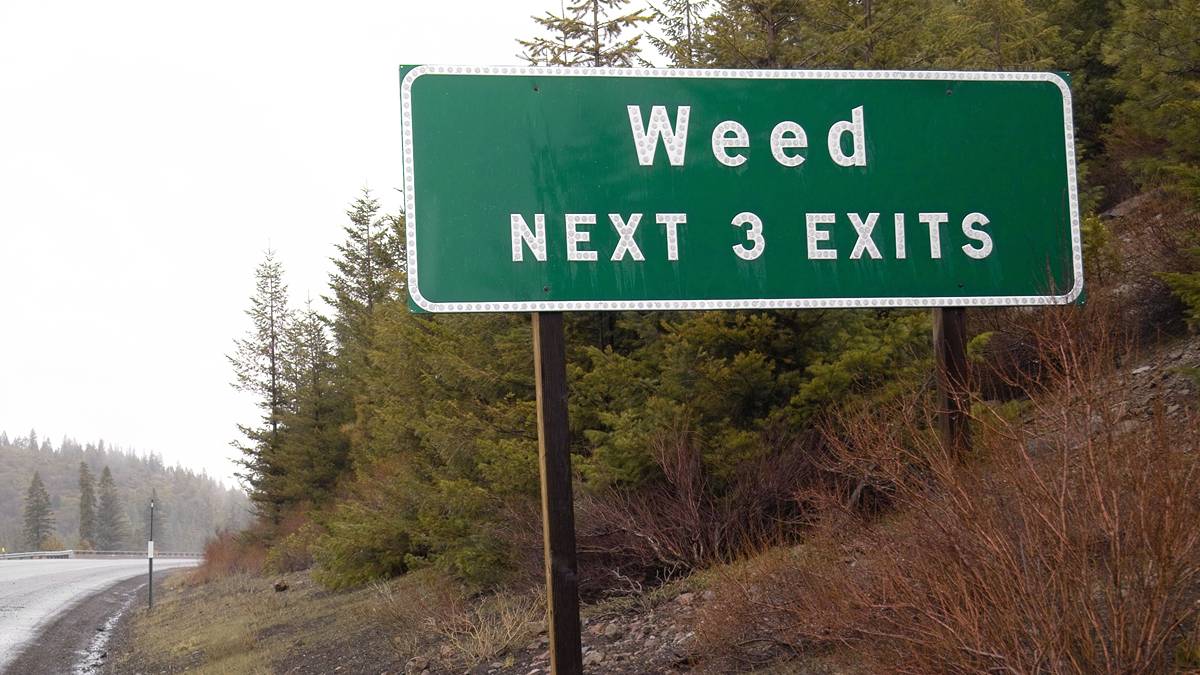 ASX cannabis stocks
