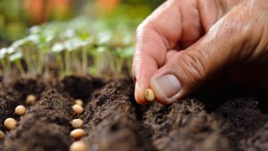 RLF AgTech (ASX:RLF)