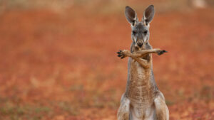 Australian uranium explorers are shaping up for a tectonic shift in sentiment
