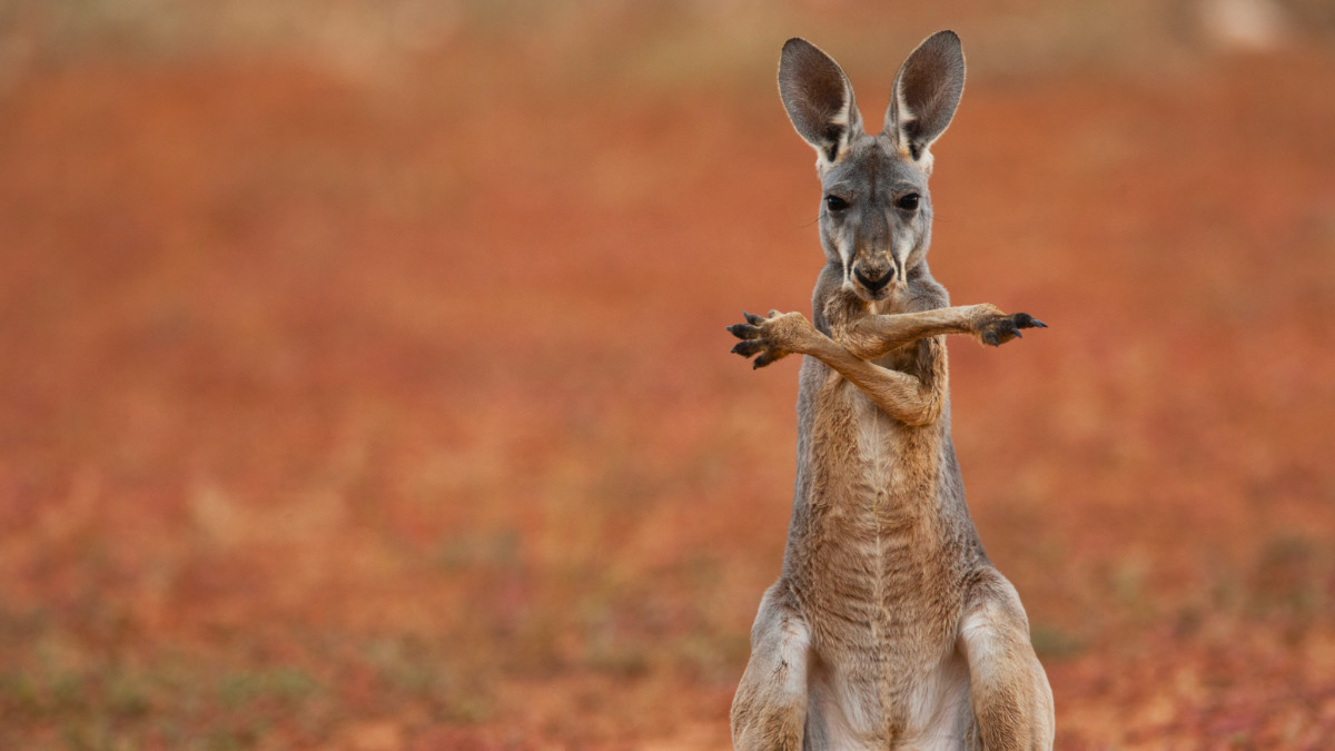 Australian uranium explorers are shaping up for a tectonic shift in sentiment