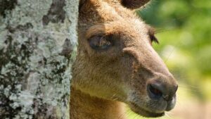 22 of the most extraordinary national parks in Australia to explore