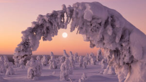 Nordic gold