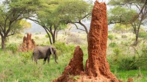 Haranga Resources
