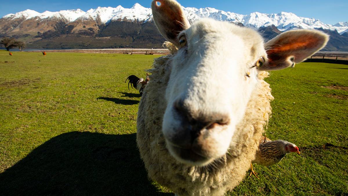 Uvre chases NZ bonanza with upcoming Waitekauri drilling