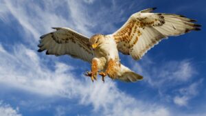 Hawk Resources