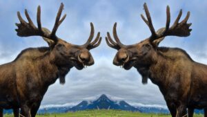 White Cliff Minerals doubles copper strike length at Danvers in Canada