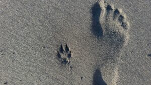 greenvale energy asx grv