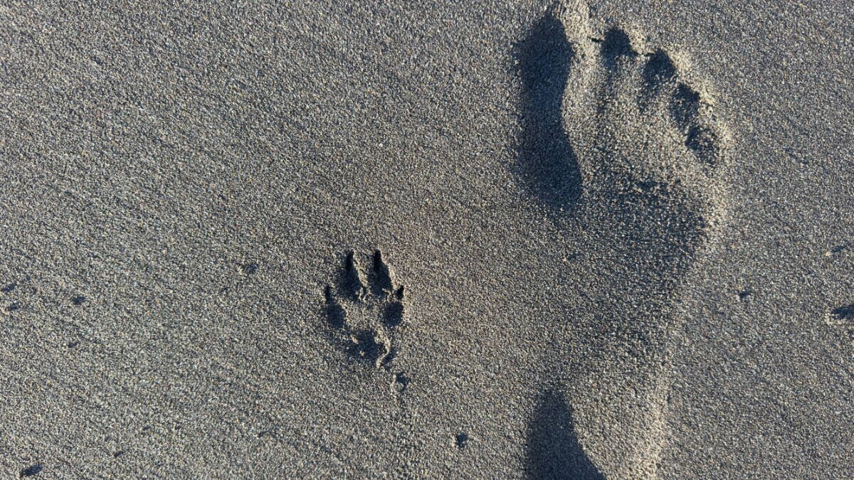 greenvale energy asx grv