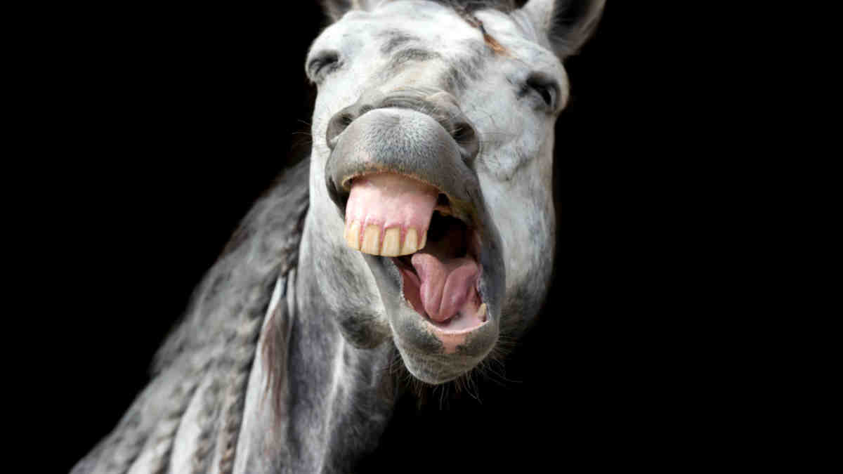 Cup Day RBA decision