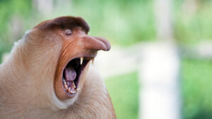 asx today tmx asx stocks