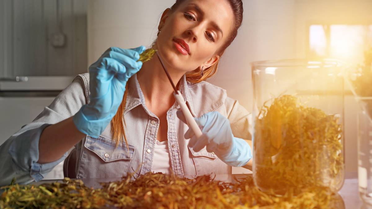 medical cannabis (ASX:IRX)