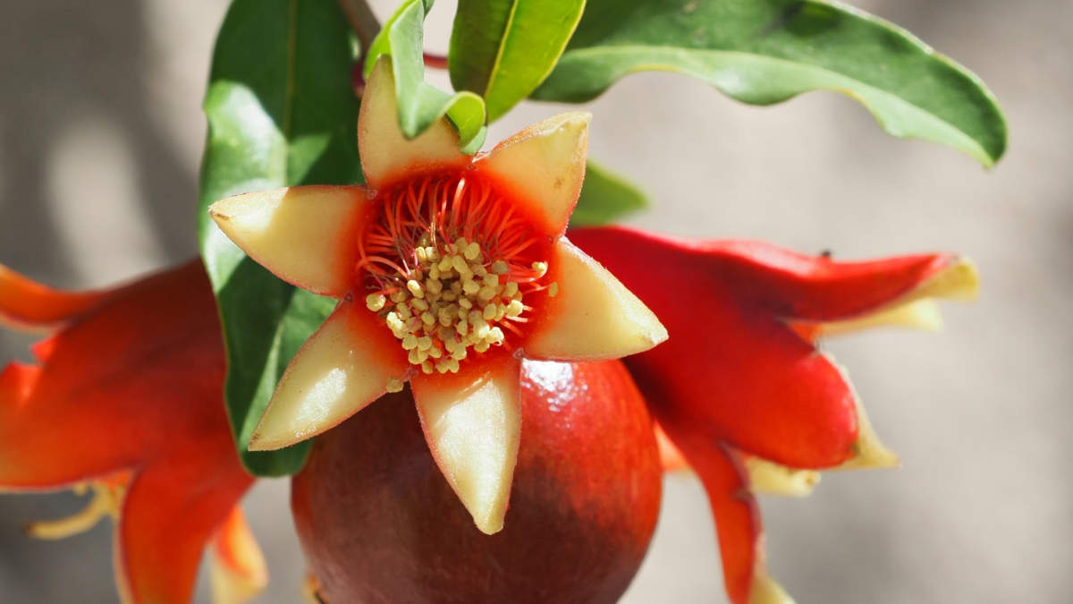 Dante is blooming for Terra Metals with new mineralisation style discovered