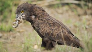 True North Copper-1200x675