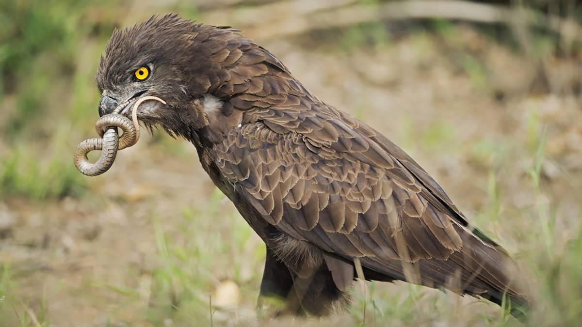 True North Copper-1200x675