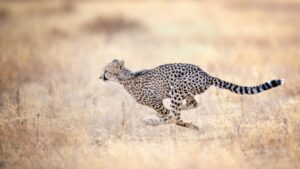 theta gold mines asx tgm